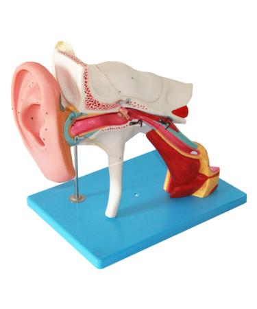 Human Ear Structure Anatomical Model 4 Times Life Size Medical Props Model 8 Parts Inner Ear Ear External Ear Tympanum Eardrum Listen to Small Bones Humerus Anatomy