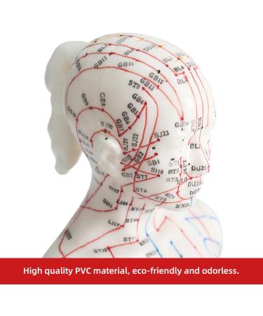 Palank Female Acupuncture Meridian Model - 48cm Human Body Pressure Point Model | Chinese Acupuncture Educational Tool - Buy Online on GoSupps.com