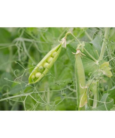 Organic Green Split Peas 5 Pounds - Non-GMO, Dried, Vegan, Kosher, Bulk - Canadian Product - High Protein, Fiber & Minerals - Ideal for Soup, Stews, Salads - Buy Online on GoSupps.com