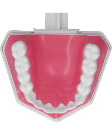 Teeth Model Toothbrushes - Dental Teaching Tool Kit | 120 Open & Clear View for Effective Learning - Buy Online on GoSupps.com
