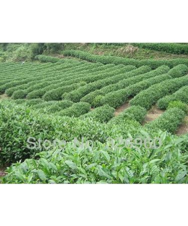 15 sachets de sortes de th Th vert Tieguanyin Th laiteux Oolong Th noir - Buy Online on GoSupps.com
