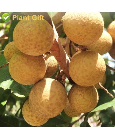 Plantgift Natural Dried Longan 100g - Premium Quality 100% Fruit Meat No Sugar Perfect for Teas Desserts & Cooking - Buy Online on GoSupps.com