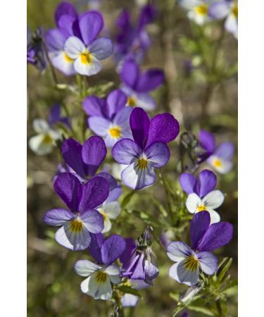 Wild Pansy Herb Tea | Viola Tricolor L | Pens es Herbe Tisane | Health Embassy (50g) - Buy Online on GoSupps.com