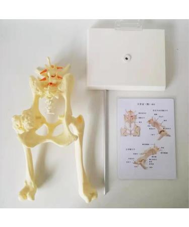 Dog Hip Joint Model Dog Pelvis Model with 1:1 Life Size PVC Material 18X15X30CM for Veterinary Office Educational Tool Teaching Aids - Buy Online on GoSupps.com