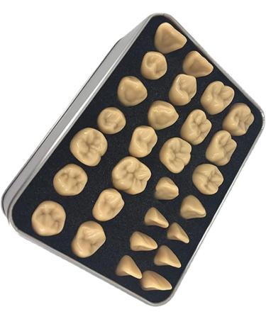 Adult Size Dental Teaching Reproductions - Resin Normal Teeth Model for Dental Care & Practice - Buy Online on GoSupps.com
