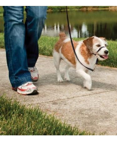 PetSafe Easy Walk Headcollar - Adjustable Comfortable Dog Leash for Reduced Pulling | Size L Black - Buy Online on GoSupps.com