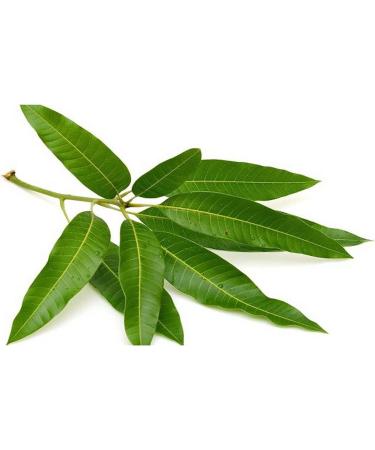  AOZA AOZA Neotea Mango Leaf Powder 300g - Buy Online on GoSupps.com