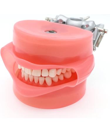 Buy Lmeili Dental Typodont Model with 32 Removable Teeth & Cheek Simulation - Ideal for Teaching Restorative Techniques and Anatomy Studies - Buy Online on GoSupps.com