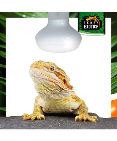 Terra Exotica 100W Heat Spot 3 Pack - Ideal Reptile Terrarium Lighting & Heat Lamps - 25W to 150W Options Available - Buy Online on GoSupps.com