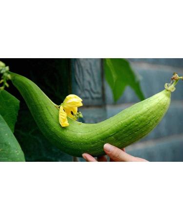 3 Pack Natural Loofah Exfoliating Body Sponges with Hand Strap - Eco-Friendly & Biodegradable Shower Luffa Sponge - Buy Online on GoSupps.com