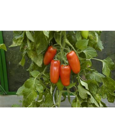 Buy Kiepenkerl 393 San Marzano Tomato Seeds - Premium Quality for International Shipping - Buy Online on GoSupps.com