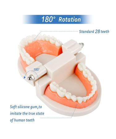 2Pcs Standard Teeth Dental Model Demonstration Teeth Model for Kids Dental Teaching Study Supplies - Buy Online on GoSupps.com