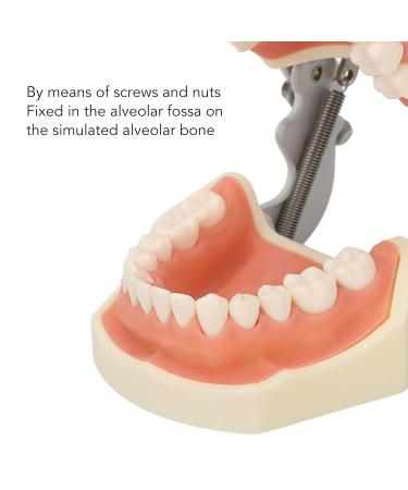 Buy Dental Typodont Teeth Model - 28 Teeth Soft Gums Upper Jaw Cyst Teaching Model for Incision Practice - International Shipping Available - Buy Online on GoSupps.com