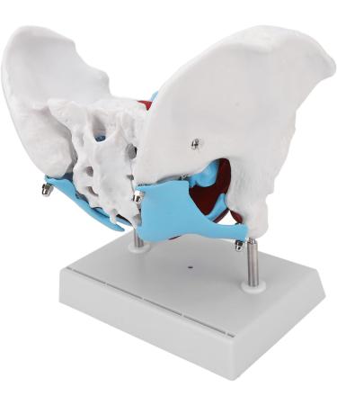 Pongnas Efficient Stylish Utensil for Fitness Training | Optimal Demo & Extra Content - Shop Internationally - Buy Online on GoSupps.com