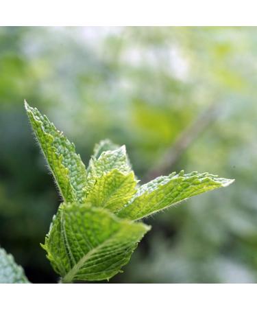 PerioComfort Organic Soothing Gel 0.5oz Safe for Children Promotes Healthy Gums Freshens Breath & Relieves Gum Inflammation & Dry Mouth International Shipping Available - Buy Online on GoSupps.com