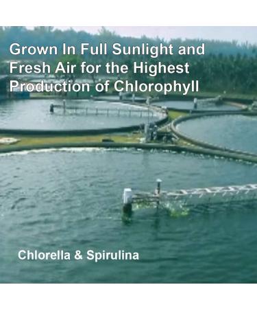 Sunlit Organic Chlorella Spirulina Tablets 50/50 Burst & Cracked Cell Wall Algae - 1000 Superfood Tabs - High Protein Vegan Supplement - Buy Online on GoSupps.com