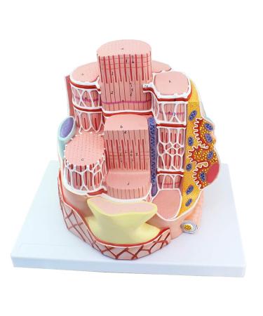 Enlarge 40 000 Times Skeletal Muscle Fiber MicroAnatomy Model Medical Education Training aid Science Kits