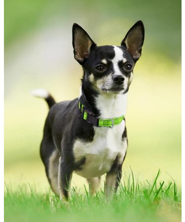 Joytale Reflective Dog Collar XS - Green | Durable Puppy Collar for Safety | Shop Now! - Buy Online on GoSupps.com