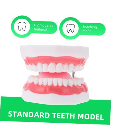 Ultechnovo 3D Tooth Model for Adult Education | Dental Teaching Model & Typodont for Dentists - International Shipping Available - Buy Online on GoSupps.com