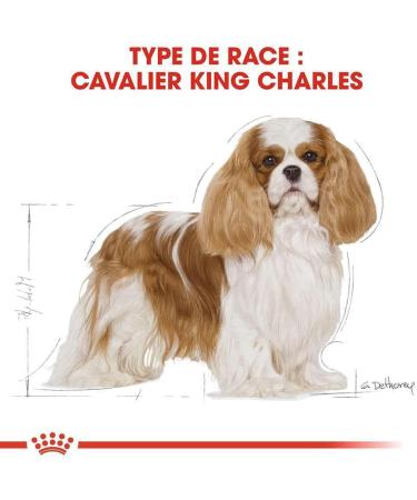 Royal Canin Cavalier King Charles Adult Dry Dog Food 1.5kg (Pack of 2) - Buy Online on GoSupps.com