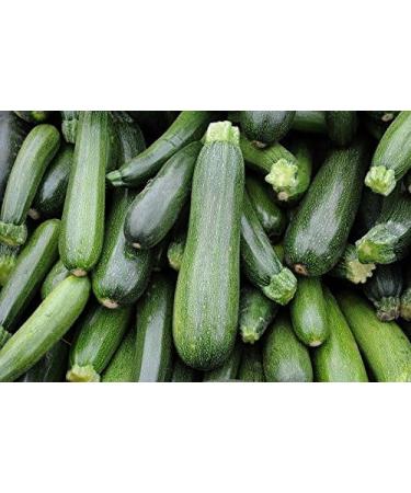 Zucchine"Soraya" - 100 g di semi - 1000 semi - Buy Online on GoSupps.com