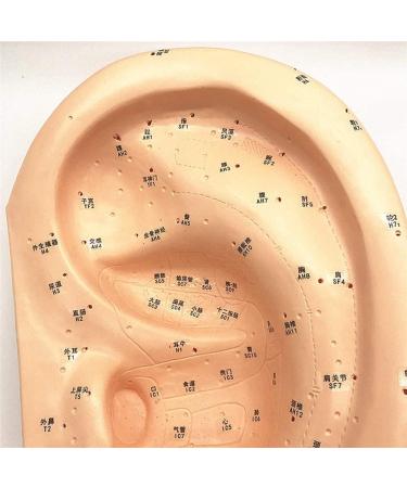 Human Body Model Acupuncture Pressure Points and Meridians 40cm - Buy Online on GoSupps.com