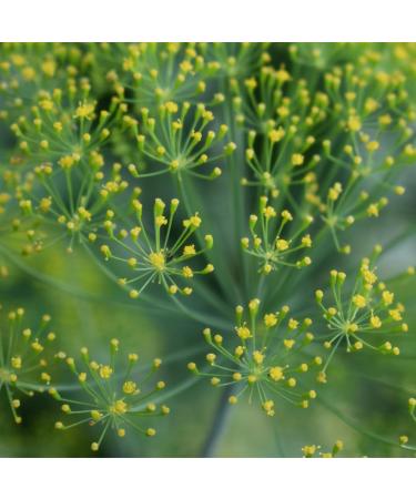 Alpi Nature Aneth Graines BIO 100g Graines d'Aneth bio Enti res Crues pour la Cuisine et pr paration de Th  - Buy Online on GoSupps.com