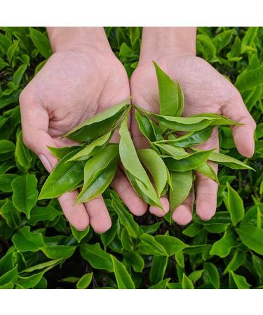 Natural Foot Soak Salt for Athletes Foot Relief | Soothes Odor & Itchiness - 9 Ounce - Buy Online on GoSupps.com