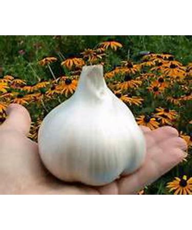 Elephant Garlic, 2 Huge Bulbs! Great for Planting, Eating or Cooking! Non GMO, Organic. Milder Tasting Garlic - Buy Online on GoSupps.com