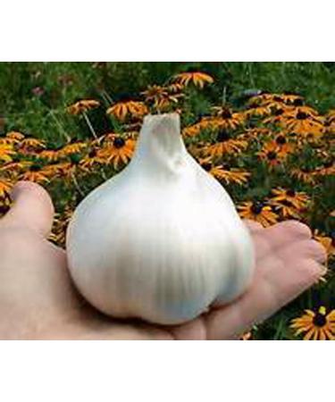 Elephant Garlic, 2 Huge Bulbs! Great for Planting, Eating or Cooking! Non GMO, Organic. Milder Tasting Garlic