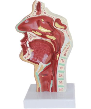 Nasal Cavity Model Oral Nasopharyngeal and Laryngeal Lesion Model Nasal Cavity Pathological Model Nasal Cavity Magnification Model is Suitable for Medical Teaching - Buy Online on GoSupps.com