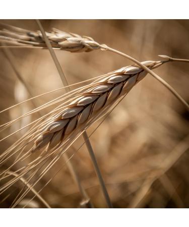  Prometeo Prometeo Farro Fettuccine Pasta 500 g. - Buy Online on GoSupps.com