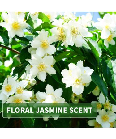 KitaMa Jasmine Massage Oil - Nourishing Aroma Body Oil for Relaxation - 1000ml Thai Care Oil - Buy Online on GoSupps.com