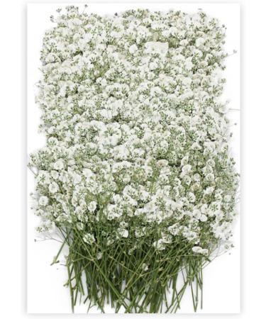 100PCS Dried Pressed Baby's Breath Flowers Bulk - YouthBro Real Nature Ivory White Gypsophila Branches Bouquet for Resin Invitations Wedding Art Craft DIY Card Making - Buy Online on GoSupps.com