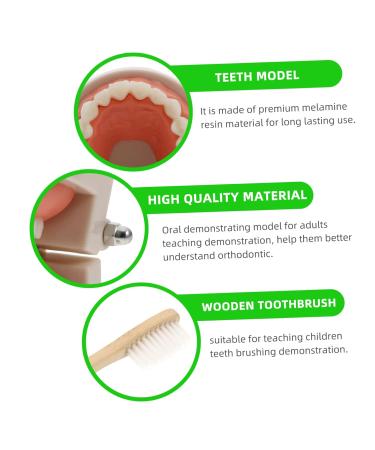 Mobestech Dentist Tooth Model Typodont for Kids | Educational Health Care & Tooth Brushing Recognition Toys | Preschool Teaching Materials - Buy Online on GoSupps.com