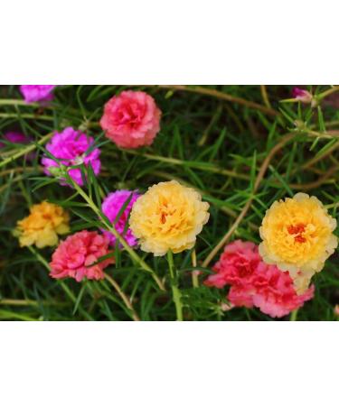 Buy Hua Xian Zi Moss Rose Seeds - 10 000+ Mixed Colors - Portulaca Grandiflora - Fresh International Shipping - Buy Online on GoSupps.com