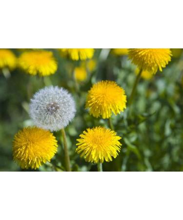 Buy 12000+ GMO-Free Dandelion Seeds | Untreated Herb Plant Collection for Home Garden - International Shipping - Buy Online on GoSupps.com