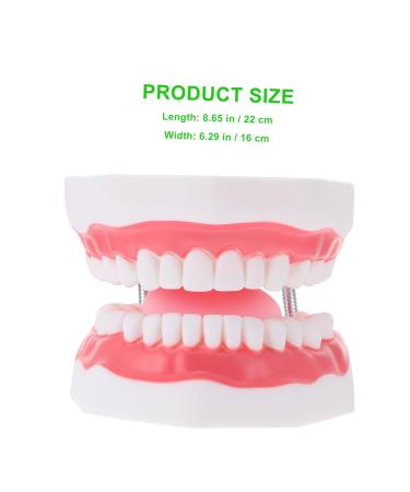 Ultechnovo 2 STK Educational Tooth Model - 3D Dental Teaching Toy for Kids & Adults - Perfect for Learning About Teeth! - Buy Online on GoSupps.com