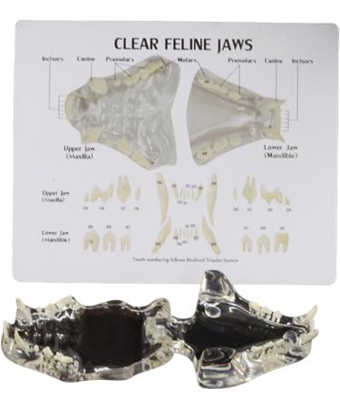 Cats Teeth Model Canine Cats Jaw Dentals Model Veterinary Office Educational Tool Pet Cats Teeth Anatomical Model - Buy Online on GoSupps.com
