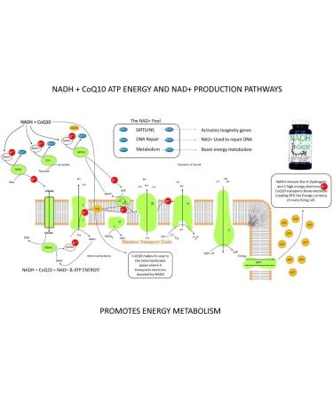 MAAC10 NADH + CoQ10 Supplement | Energy & NAD+ Support | 50mg PANMOL NADH + 100mg CoQ10 (60 Capsules) - Buy Online on GoSupps.com