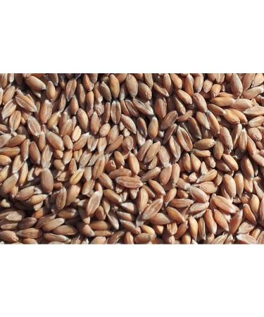 Organic Spelt 7-Chamber Pillow with Band - 65x15 Dark Blue Heat Cushion for Back & Loin Support | Eco-Friendly Comfort - Buy Online on GoSupps.com