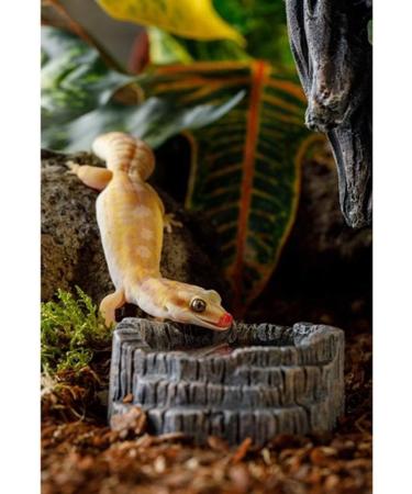 Exo Terra Tiki Water Dish - Hygienic and Decorative Water Dish for Reptiles - Buy Online on GoSupps.com