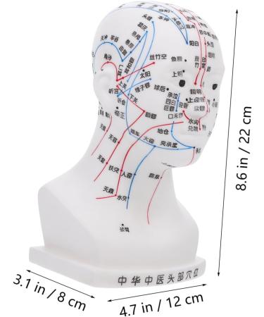 Minkissy Realistic Acupuncture Point Model - Hospital & Laboratory Supplies for Head Massage | 22x12x8cm PVC Scalp Pin Model - Buy Online on GoSupps.com