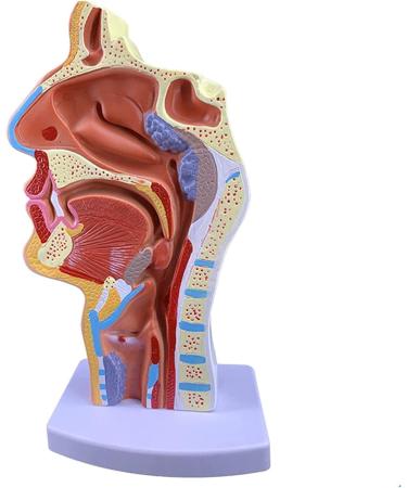 Mouth Nose Throat Pharynx Education Human Body ENT Model Study Model Pathology Nose Throat Model Enlarge The ical Model of Human Organs A+a - Buy Online on GoSupps.com