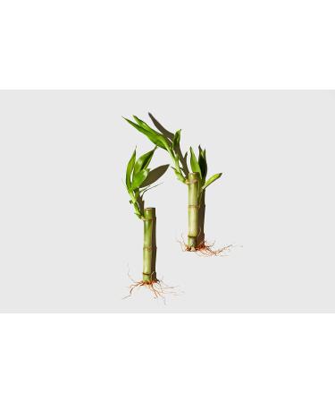 LATHER Bamboo Silk Foaming Cleanser - Best Foaming Face Wash for Oily & Acne Prone Skin - Gentle Exfoliating Scrub - 4 Fl Oz - International Shipping Available - Buy Online on GoSupps.com