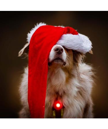 Orbiloc Dog Safety Light- Waterproof LED Dual Night Light for Dogs - High Visibility Running Light - Durable Clip On Flashing Dog Light - Red - Buy Online on GoSupps.com