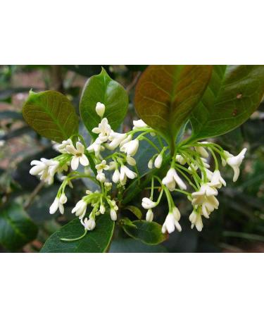 Portal Cool 15 X fragranti Tea Olive Semi Osmanthus Fragrans - Buy Online on GoSupps.com