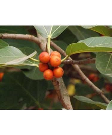 Nutranix lnd Banyan Fruit Aalam Palam Powder 50 GM (Pack Of 10) - Buy Online on GoSupps.com