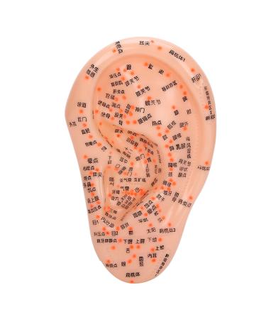 Acupuncture Ear Model for Home Use Human Ear with Accurate Acupuncture Points Ideal for Ear Massage and Acupressure Practice