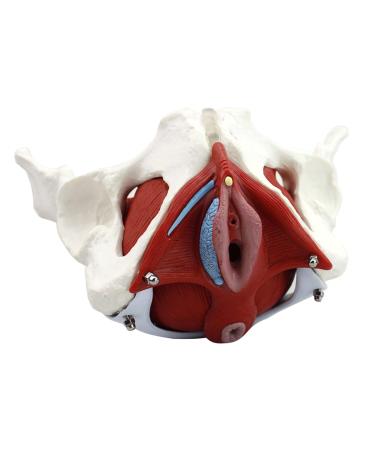 Movable Pelvis Model with Removable Bendable and Rotatable Human Skeleton Anatomy Rehabilitation Teaching Aids Suitable for Postnatal Rehabilitation and Uterus Repair Exercise Tools